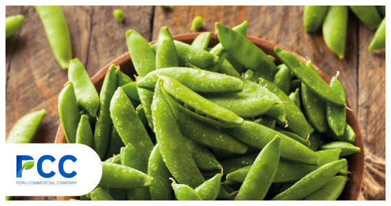 Peruvian producers and exporters of Sugar snap peas - PCC - Peru Commercial Company